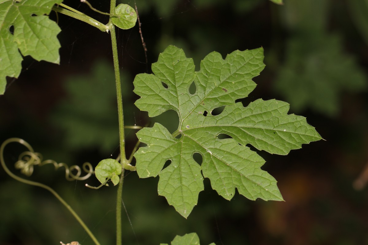 Momordica charantia L.